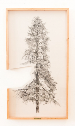 gallery/right-tree-right-place-008