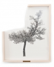 gallery/right-tree-right-place-012