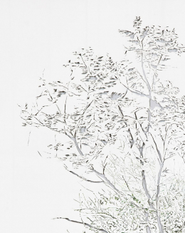 gallery/anthropoflora-008