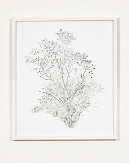 gallery/anthropoflora-007