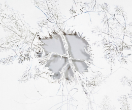 gallery/anthropoflora-004