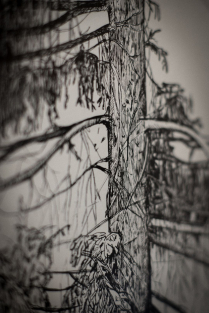 gallery/right-tree-right-place-002