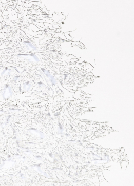 gallery/parasite-004