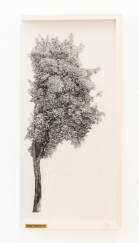 gallery/right-tree-right-place-009