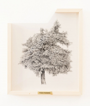 gallery/right-tree-right-place-013